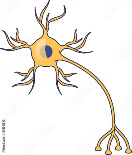 A stylized illustration of an interneuron. Shows the cell body, nucleus, dendrites, and axon, representing neural communication and signal transmission within the central nervous system.