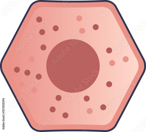 A stylized illustration of a hepatocyte. This hexagonal liver cell features a prominent nucleus and organelles, representing the basic anatomical and functional unit of the liver.