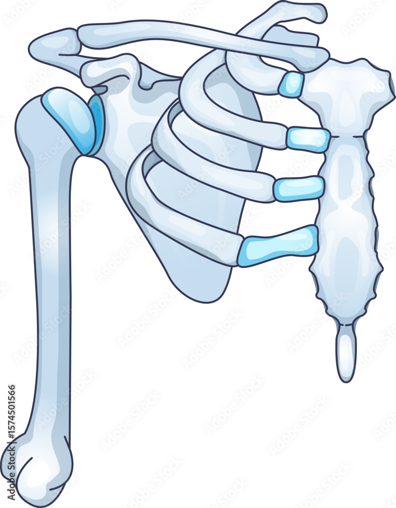 Ταπετσαρία Anatomical illustration of the shoulder girdle