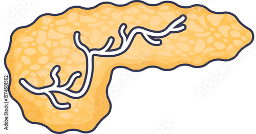 A stylized illustration of the human pancreas, the source of digestive enzymes. The image highlights the organ's anatomy, including the pancreatic ducts that transport these essential compounds.