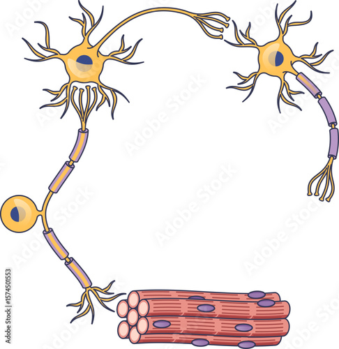 Anatomical illustration of a reflex loop, showing a sensory neuron, interneuron, and motor neuron connecting to muscle fibers, depicting a neural pathway for an involuntary response.
