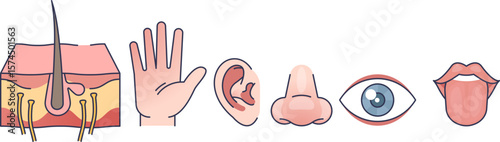 Icons of human sensory organs: skin, hand, ear, nose, eye, tongue. Symbolizes the five senses as the biological interface for perceiving and interacting with the world.
