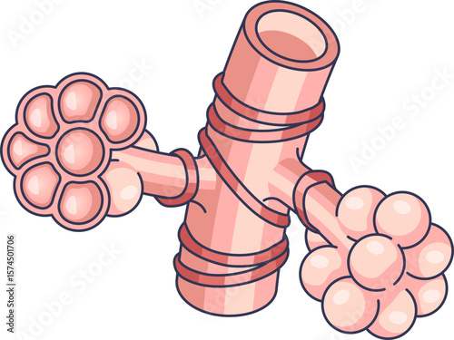 Anatomical illustration of lung alveoli and a bronchiole. These tiny air sacs are the primary site of gas exchange in the human respiratory system.