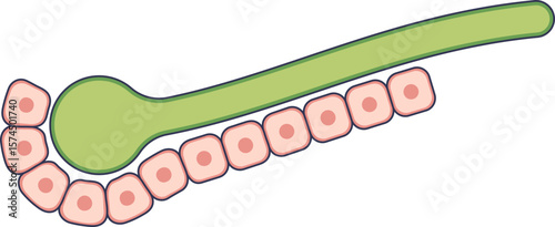 A diagram of a bile canaliculus, a small duct between hepatocytes that collects bile. This illustrates the microscopic anatomy of the liver's biliary system.
