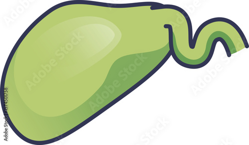 A simple illustration of the gallbladder, the body's bile reservoir. This pear-shaped organ stores bile, crucial for fat digestion. Depicts the organ and its duct.