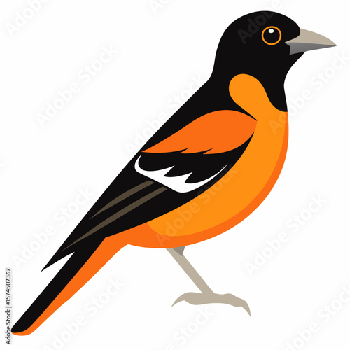 Vibrant Orange Baltimore Oriole Bird Illustration Vector Graphic Design