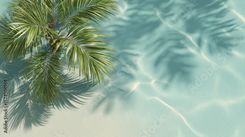 Tropical palm tree casts elegant shadows on a light teal surface.