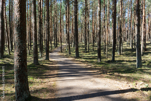 Serene Forest Path Winding Through Tall Pine Trees