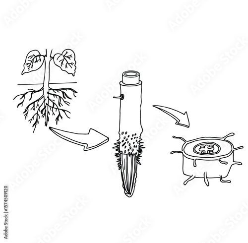 Science of hand drawn vector Xylem and Phloem, diagram of plant-tissues clipart.