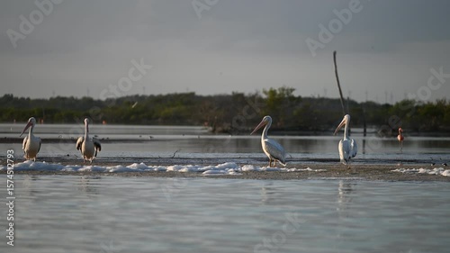 Pelican group wading along narrow coastal strip within shallow lagoon waters, displaying natural marine habitat behavior