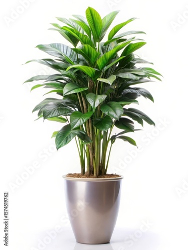 A tall indoor plant in a large pot with lush green leaves and vibrant foliage standing alone against a plain white background