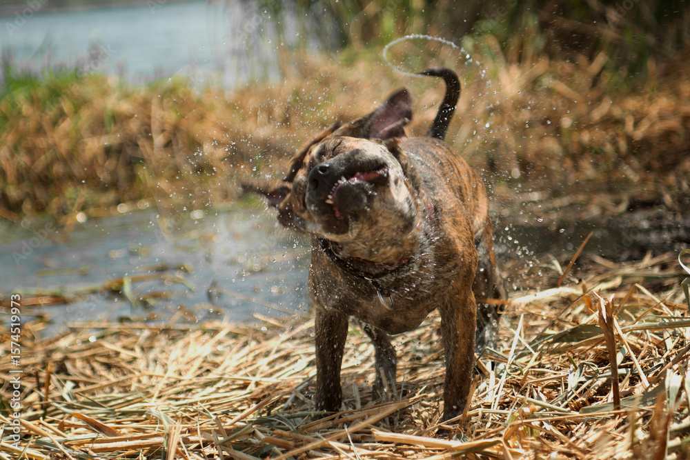 custom made wallpaper toronto digitalCa de Bou brindle dog stands and shakes off water after a swim
