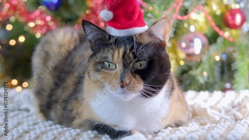 beautiful tricolor adult domestic cat in santa claus hat near Christmas Tree With Ornaments background, traditional peaceful christmastime Moments, festive season, perfect footage for social media