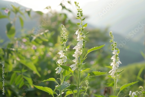 Native Korean Adenophora Triphylla Wild Plant Growing On Rocky Mountain Slope In Forest Habitat