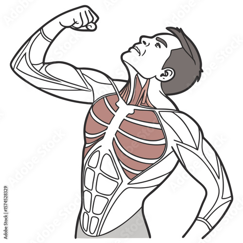 Muscular man showing chest and arm muscles vector