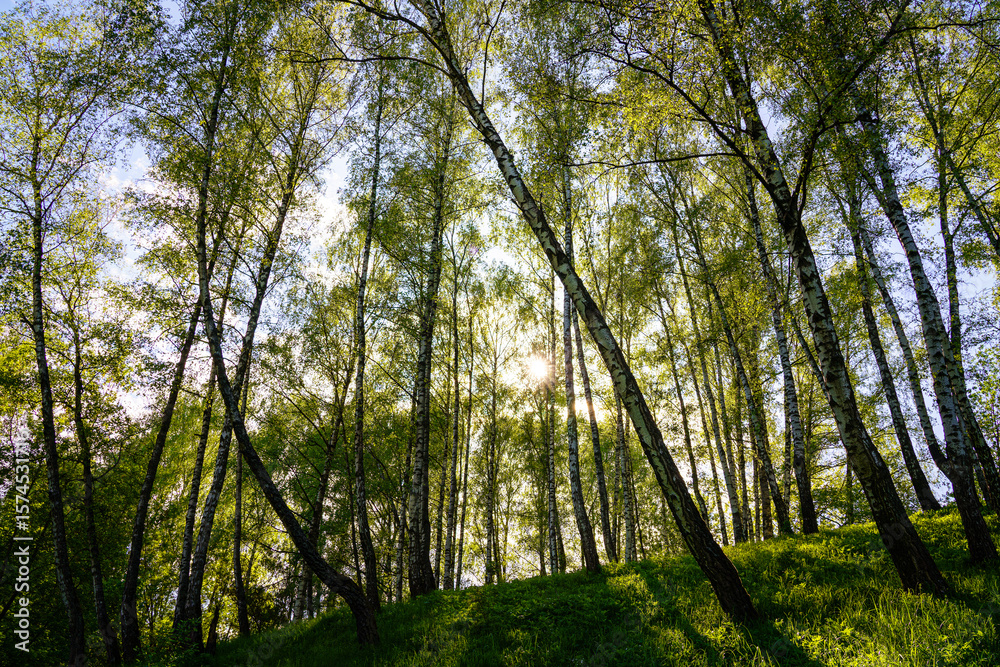 Naklejka premium Sunlight filtering through the tall birch trees in a lush green forest, creating a serene and captivating natural landscape for nature enthusiasts.