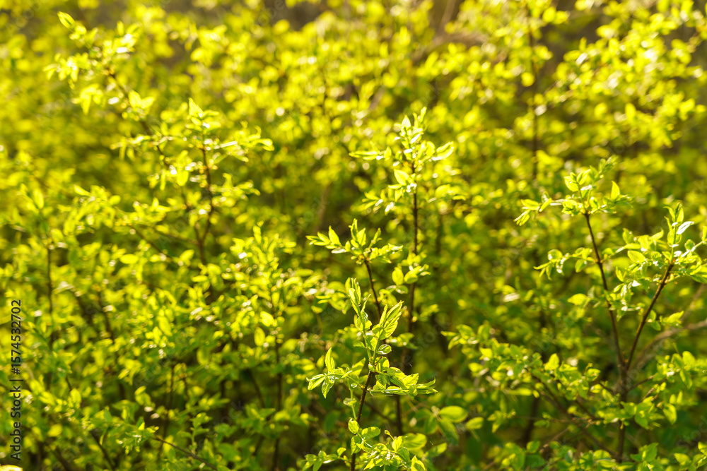 Obraz premium Full frame image of dense lime green shrub with young leaves in late spring or early summer, illuminated by sunlight, for nature and garden design themes.