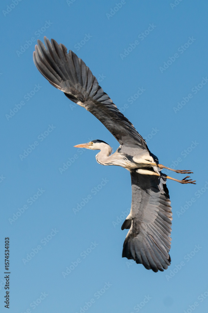Obraz premium Grey Heron in flight