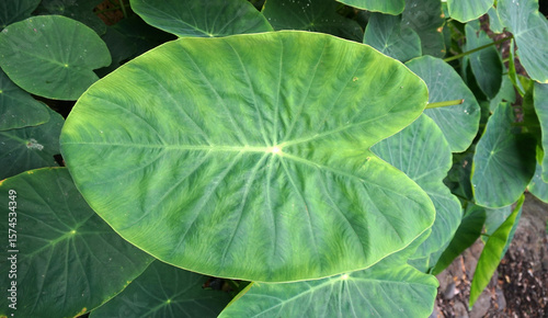 Foto Colocasia esculenta , Elephant ears or Hawaiian punch plant fresh green tropical leaves close up