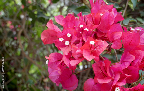 Bougainvillea pink flowers close up in tropical garden of Tenerife,Canary Islands,Spain.Nature background.
