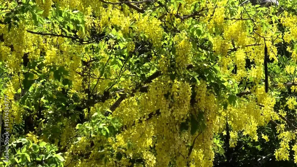 Golden shower tree fully covered with beautiful yellow flowers