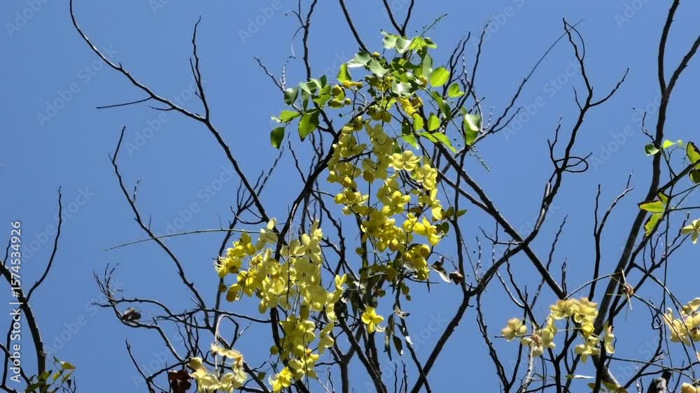 Golden shower tree branches with beautiful yellow flowers