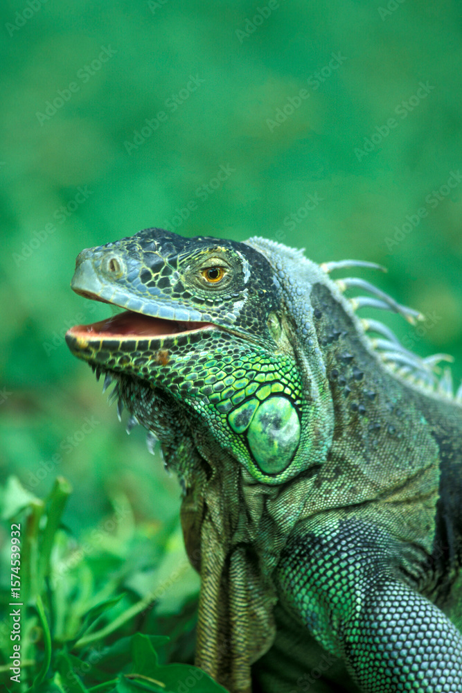 Obraz premium INDONESIA BALI ANIMAL GREEN IGUANA