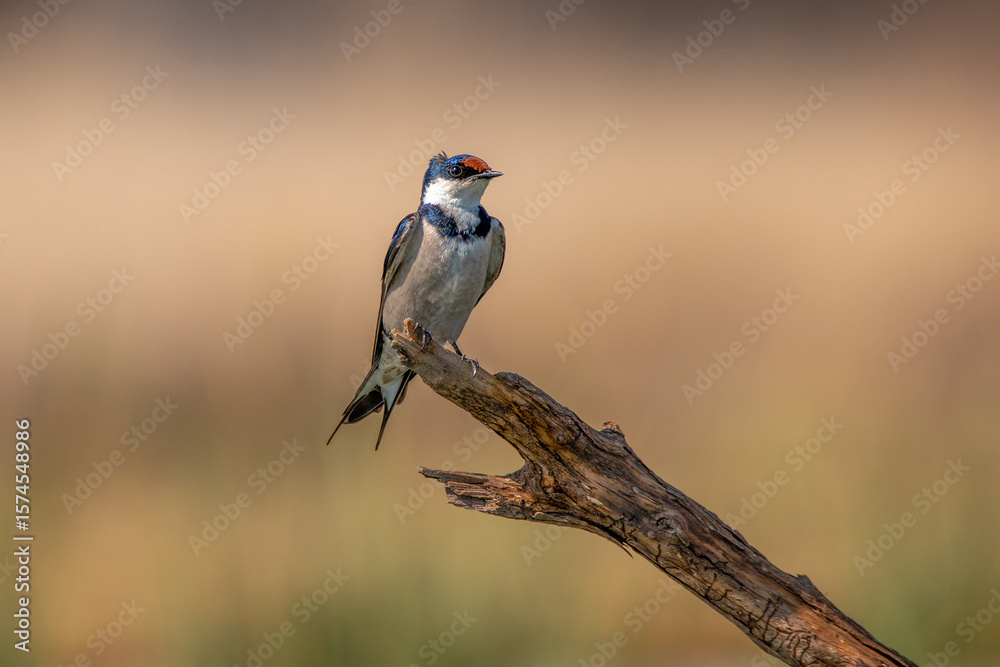 Obraz premium White-throated Swallow