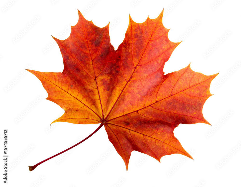 Obraz premium Autumn Maple Leaf in Warm Tones – Front-Facing Botanical Scan, Transparent Background