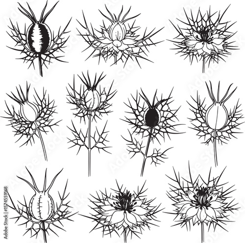 Detailed line art of Nigella flower (Love-in-a-Mist) and seed pods, showcasing various stages of growth, ideal for botanical, herbal, and natural history illustrations
