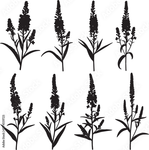 Veronica plant silhouettes vector illustration set featuring various elegant flower spikes, perfect for botanical designs, natural graphics, and decorative artistic projects