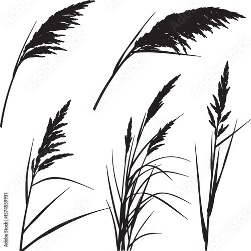 Set of diverse tall grass and reed silhouettes, perfect for nature-inspired designs, botanical illustrations, wetland landscapes, and elegant organic backgrounds with natural movement