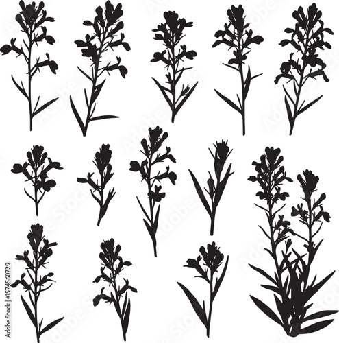 Indian paintbrush flower silhouettes vector illustration pack featuring various wild plant designs, ideal for nature-themed projects, botanical graphics, and decorative natural elements