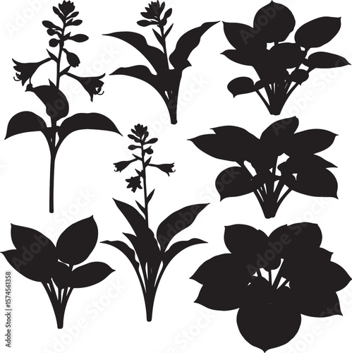 Elegant hosta plant and flower silhouettes in various forms, ideal for garden, landscape, or botanical-themed designs, adding a sophisticated touch to outdoor and natural concepts