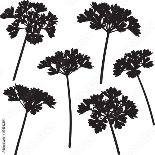 Crisp parsley plant silhouettes, perfect for culinary, herb, or garden-themed designs, offering a versatile botanical element for various kitchen and healthy lifestyle projects