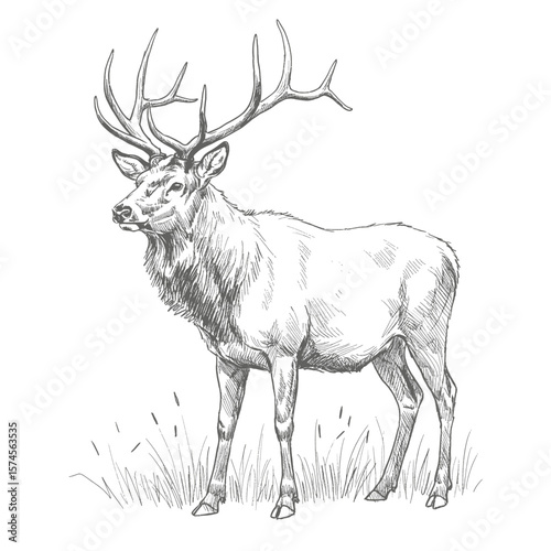  Elk – Cervus canadensis. A hand-sketched deer figure with large antlers standing on a grassy field. The illustration captures texture and shading on a white background, representing forest wildlife