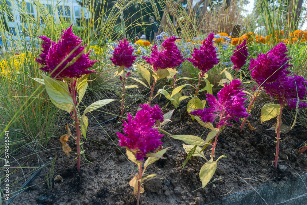 Naklejka premium Celosia flower in full bloom in a vibrant garden. Whispers of summer captured in the delicate petals of celosia flowers inviting tranquility and joy.
