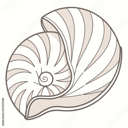  porcelain
 shell interior