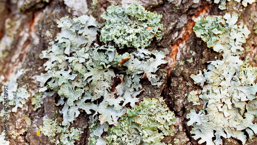 lichen on tree bark