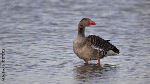 A greylag goose (Anser anser) drinking water and preening its feathers