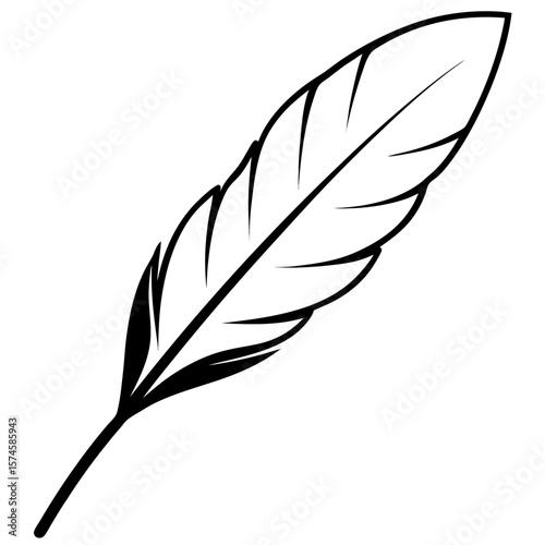 feather on white background