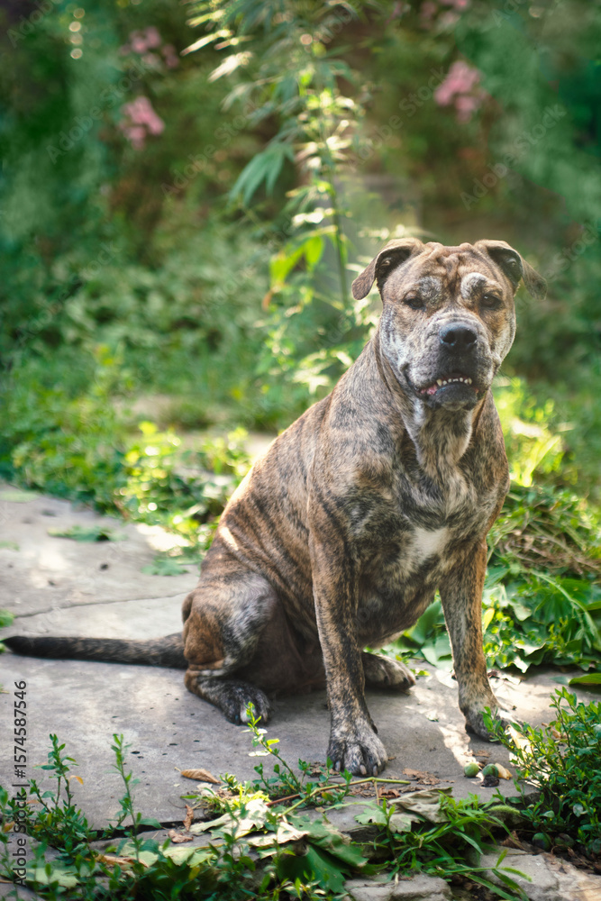 custom made wallpaper toronto digitalbrindle dog Ca de Bou, sits in a garden and looks at the camera selective focus