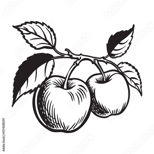 Hand drawn sketch of two ripe apples with a simple clean line art style