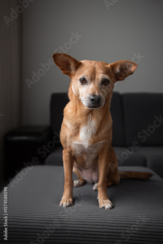 Adorable small brown dog sitting on a footstool in a cozy living room, creating a heartwarming domestic scene