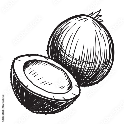 Detailed hand drawn vintage coconut illustration with tropical elements and artistic flair