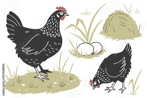 Realistic black chicken breeds collection for agricultural or farm designs