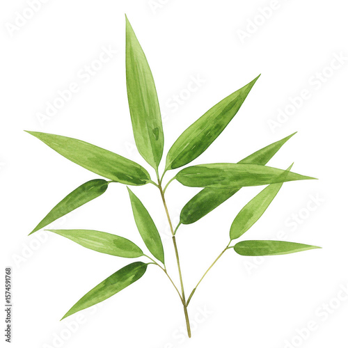 Wallpaper Mural Green bamboo branch with leaves isolated on transparent background Torontodigital.ca