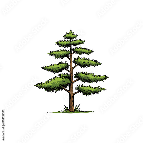 Colorful Icon of Chilean Pine Tree with No White