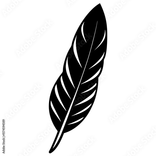 feather isolated on white background