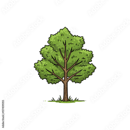Colorful Icon of Indian Beech Tree with No White